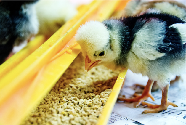 Picture of Baby Chick Health Guide: Essential Feeding Tips and Care — Roobeez
